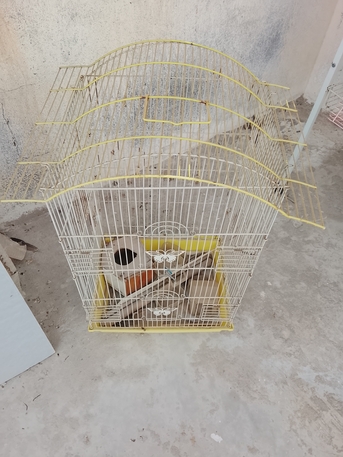 Khobar, Pet Supplies, SAR 300,  Bird Cage