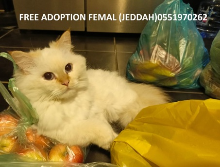 Naseem, Baby & Kid Stuff, SAR 50,  Offer Best Price For Kids Item