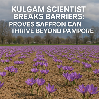 Kuala Lumpur, Health & Beauty Items, Celebrate Diwali With The Golden Touch Of Kashmiri Saffron: A Gift Of Purity, Flavor, And