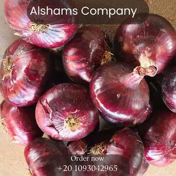 Cairo, Food, EGP 1,  Fresh Onions