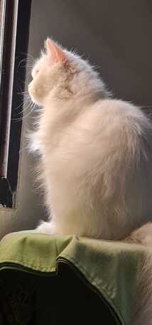 Riyadh, Pet Supplies, SAR 300,  Adoption For My Female Friendly Cat