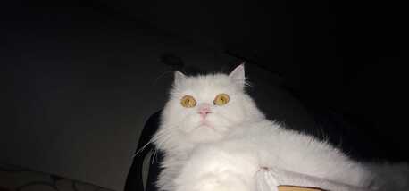 Riyadh, Pet Supplies, SAR 300,  Adoption For My Female Friendly Cat