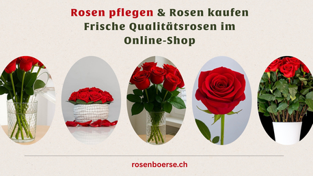 Geneva, Farm & Garden, CHF 5,  Rosen Pflegen & Rosen Kaufen &ndash; Frische Qualit?tsrosen Im Online-Shop