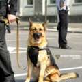 K9 Security Services By AEGIS SECURITY &ndash; Trained Canine Protection