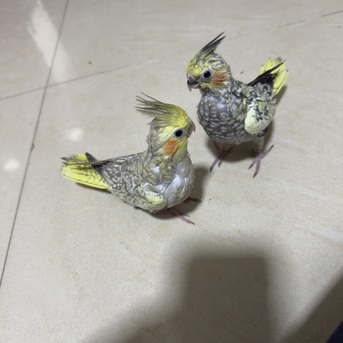Khobar, Pet Supplies, SAR 300,  Cocktail Birds 40 Days Old
