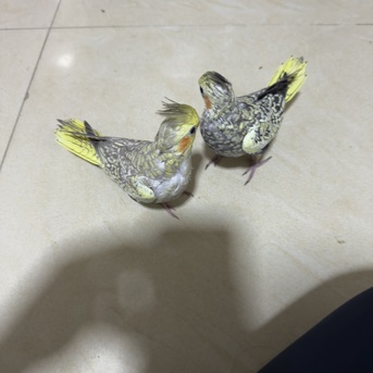 Khobar, Pet Supplies, SAR 300,  Cocktail Birds 40 Days Old