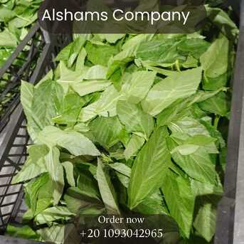 Cairo, Food, EGP 1,  Fresh Molokhia