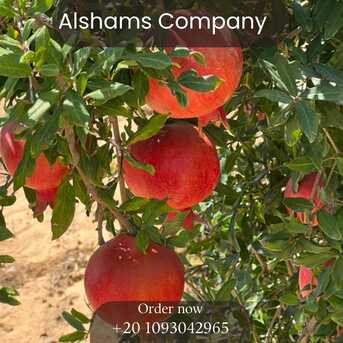 Cairo, Food, EGP 1,  Premium Pomegranates