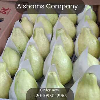 Cairo, Food, EGP 1,  Fresh Guavas