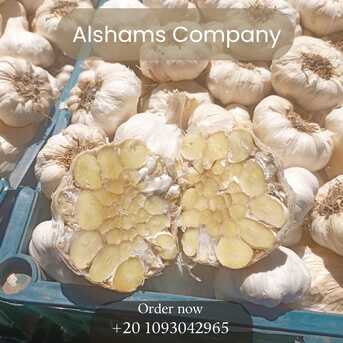 Cairo, Food, EGP 1,  Fresh Garlic