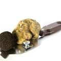 How Much Does 1 Kg Of Truffle Cost In 2025? A Complete Price Guide