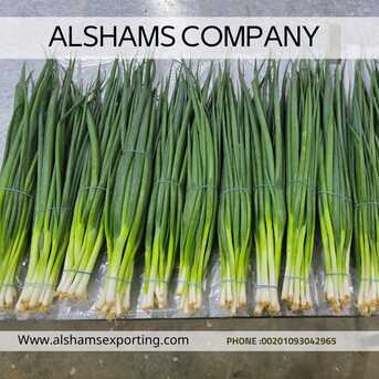 Cairo, Food, EGP 1,  Fresh Green Onions