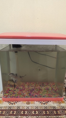 Riyadh, Pet Supplies, SAR 200,  Beautiful 40 L Aquarium With 7 Color Led Light With 2 Goldfish For Sale