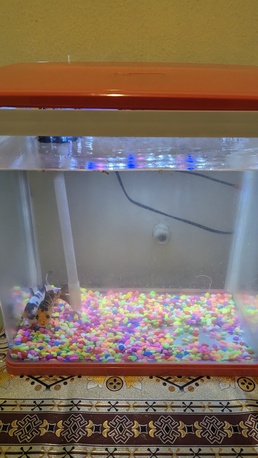 Riyadh, Pet Supplies, SAR 200,  Beautiful 40 L Aquarium With 7 Color Led Light With 2 Goldfish For Sale