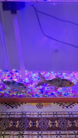 Riyadh, Pet Supplies, SAR 200,  Beautiful 40 L Aquarium With 7 Color Led Light With 2 Goldfish For Sale