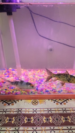 Riyadh, Pet Supplies, SAR 200,  Beautiful 40 L Aquarium With 7 Color Led Light With 2 Goldfish For Sale