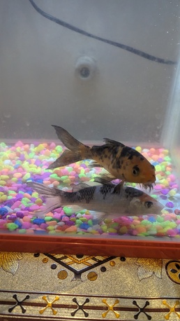 Riyadh, Pet Supplies, SAR 200,  Beautiful 40 L Aquarium With 7 Color Led Light With 2 Goldfish For Sale