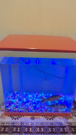 Riyadh, Pet Supplies, SAR 200,  Beautiful 40 L Aquarium With 7 Color Led Light With 2 Goldfish For Sale
