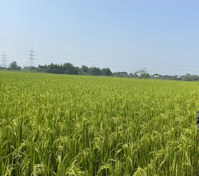 Mumbai, Local News, Rabi Season