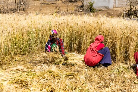 Mumbai, Local News, What Are The Cropping Seasons In India