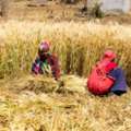 What Are The Cropping Seasons In India