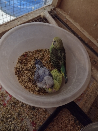Al Murabba, Pet Supplies, SAR 160,  Selling Parrots