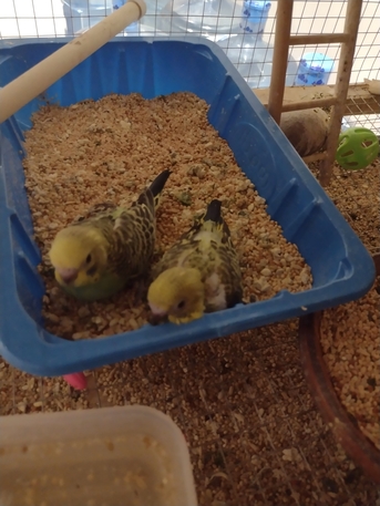 Al Murabba, Pet Supplies, SAR 160,  Selling Parrots