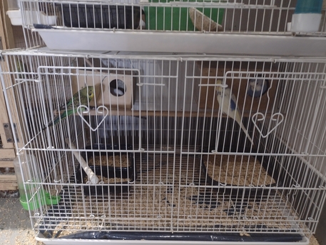 Al Murabba, Pet Supplies, SAR 160,  Selling Parrots