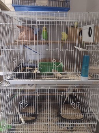 Al Murabba, Pet Supplies, SAR 160,  Selling Parrots