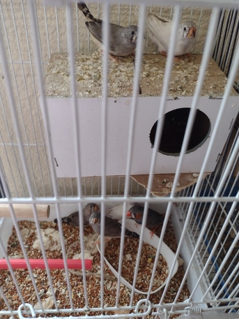 Al Murabba, Pet Supplies, SAR 160,  Selling Parrots