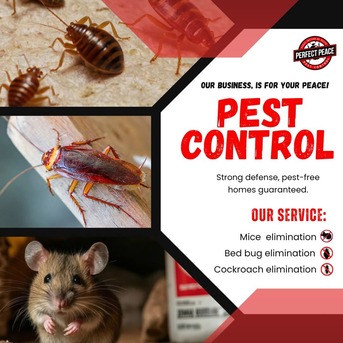 Riyadh, Pest Control, 🇵🇰.PAKISTANI PROFESSIONAL PEST🔷CONTROL SOLUTION🔷SERVICE BEST PRICE=(0571-866433 )