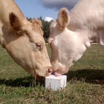 Milan, Food, EUR 9,  Blocco Di Sale Agritura &ndash; Respiro Pulito E Forza Naturale Per Il Bestiame