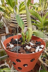 New York, Farm & Garden, USD 13,  Online Orchid Supplies: Everything Your Orchids Truly Need