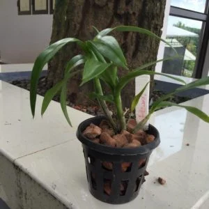 New York, Farm & Garden, USD 13,  Online Orchid Supplies: Everything Your Orchids Truly Need