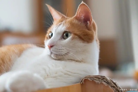 Singapore, Business, HDB Cat Safety Singapore | Cat Proof Window Grill & Bug Mesh