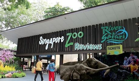 Singapore, Travel, Honest Singapore Night Zoo Reviews &ndash; A Must-Visit Experience