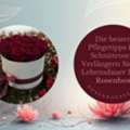 CHF 5,  Die Besten Pflegetipps F?r Schnittrosen: Verl?ngern Sie Die Lebensdauer Ihrer Rosenbox