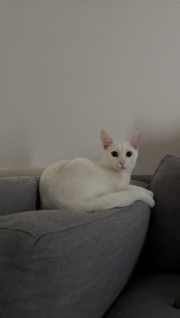 Riyadh, Pet Adoption, Sweet 8-Month-Old Kitten For Adoption