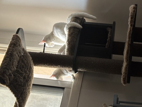 Riyadh, Pet Adoption, Sweet 8-Month-Old Kitten For Adoption