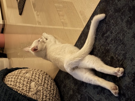 Riyadh, Pet Adoption, Sweet 8-Month-Old Kitten For Adoption