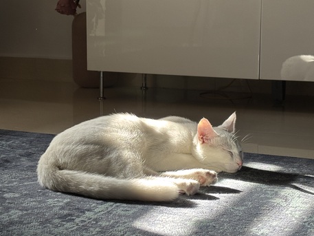 Riyadh, Pet Adoption, Sweet 8-Month-Old Kitten For Adoption