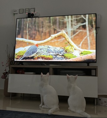 Riyadh, Pet Adoption, Sweet 8-Month-Old Kitten For Adoption