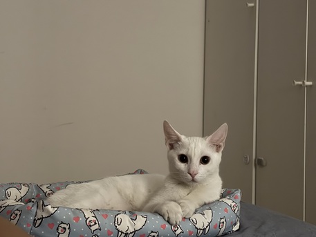 Riyadh, Pet Adoption, Sweet 8-Month-Old Kitten For Adoption
