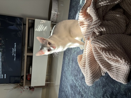 Riyadh, Pet Adoption, Sweet 8-Month-Old Kitten For Adoption