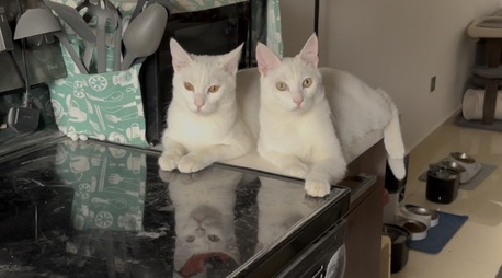 Riyadh, Pet Adoption, Sweet 8-Month-Old Kitten For Adoption