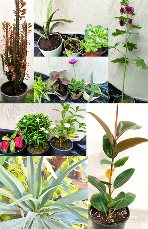 Al Iskan, Farm & Garden, SAR 5,  Agave Americana, Aloevera, Snake Plant, Amla, Ajwain, Flower, Rosemary Plants For 5-10 Sr