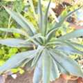 SAR 5,  Agave Americana, Aloevera, Snake Plant, Amla, Ajwain, Flower, Rosemary Plants For 5-10 Sr
