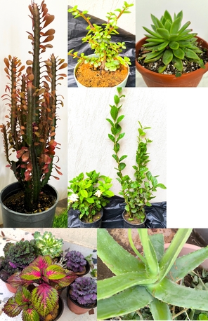Al Iskan, Farm & Garden, SAR 5,  Agave Americana, Aloevera, Snake Plant, Amla, Ajwain, Flower, Rosemary Plants For 5-10 Sr