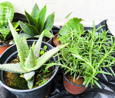 Al Iskan, Farm & Garden, SAR 5,  Agave Americana, Aloevera, Snake Plant, Amla, Ajwain, Flower, Rosemary Plants For 5-10 Sr