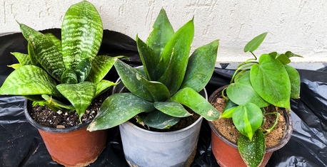 Al Iskan, Farm & Garden, SAR 5,  Agave Americana, Aloevera, Snake Plant, Amla, Ajwain, Flower, Rosemary Plants For 5-10 Sr